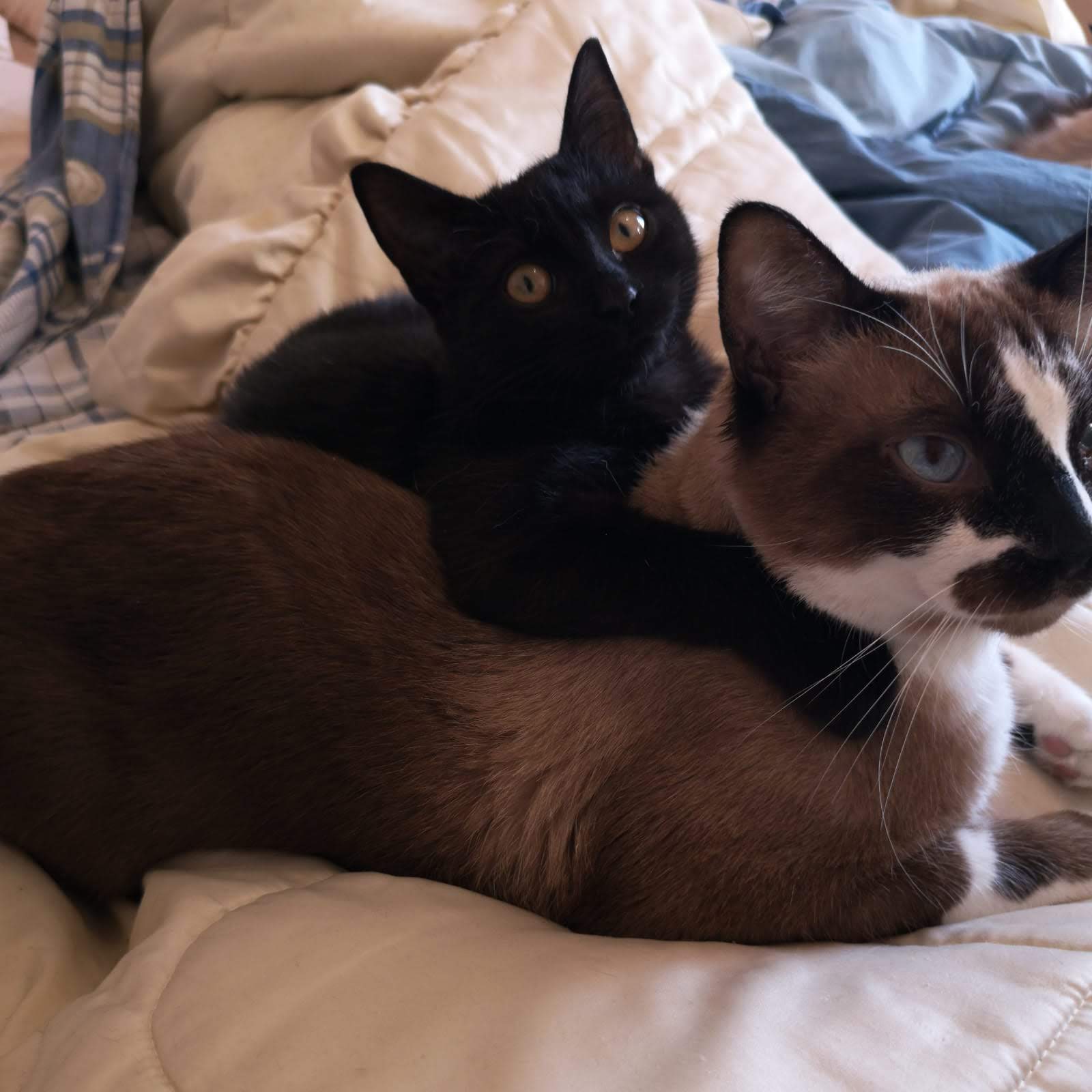 Name:  Harry Nana.jpg
Views: 334
Size:  136.8 KB