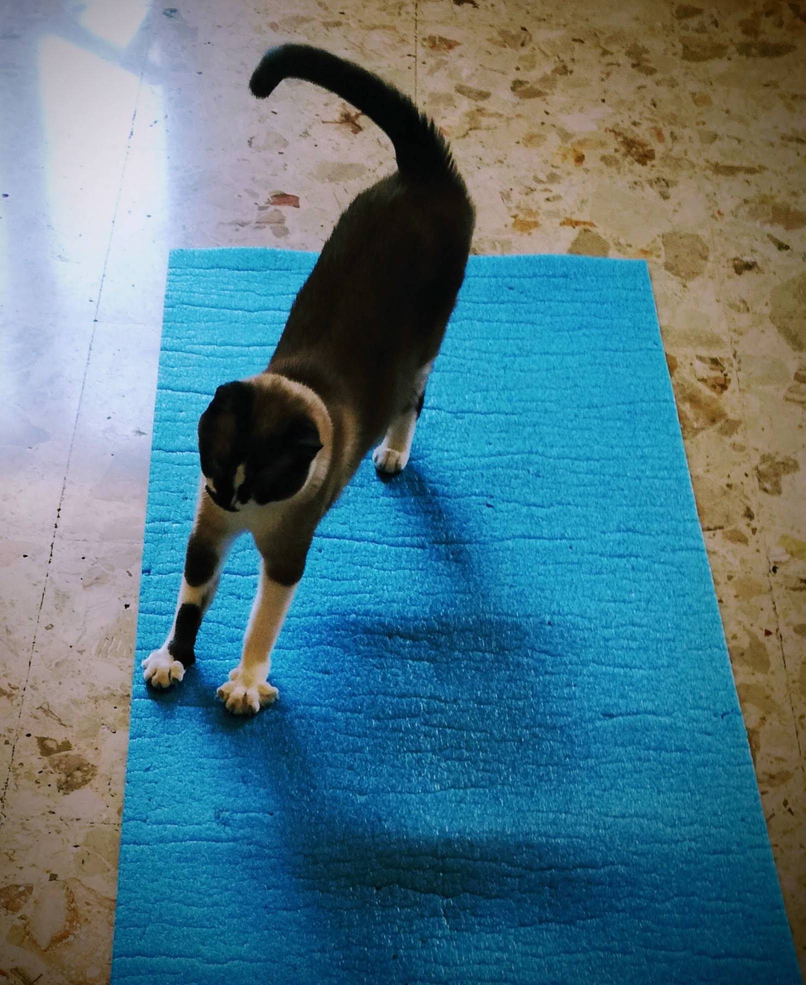 Name:  Yoga.jpg
Views: 319
Size:  366.4 KB