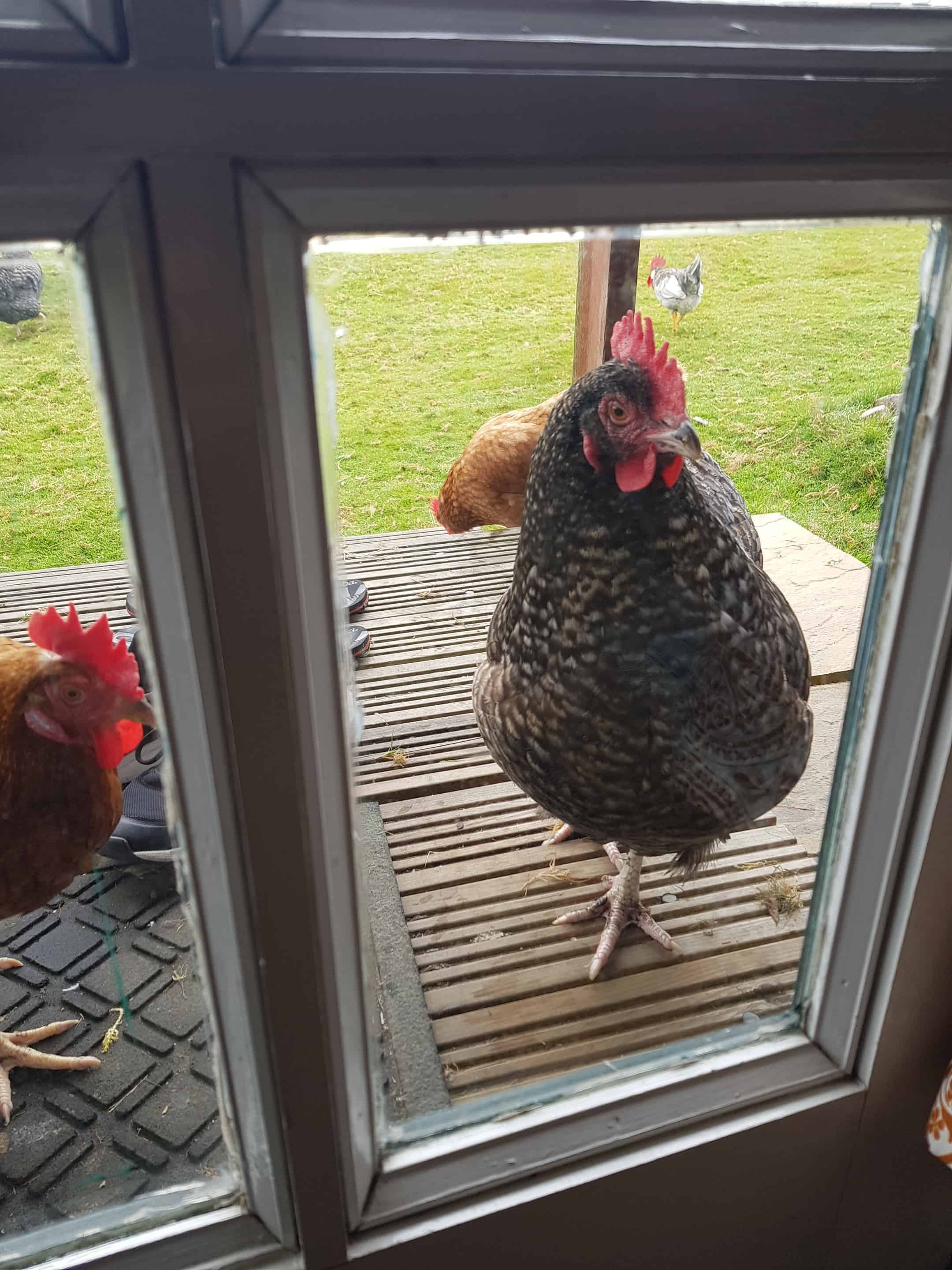 Name:  Gallinas.jpg
Views: 714
Size:  283.7 KB