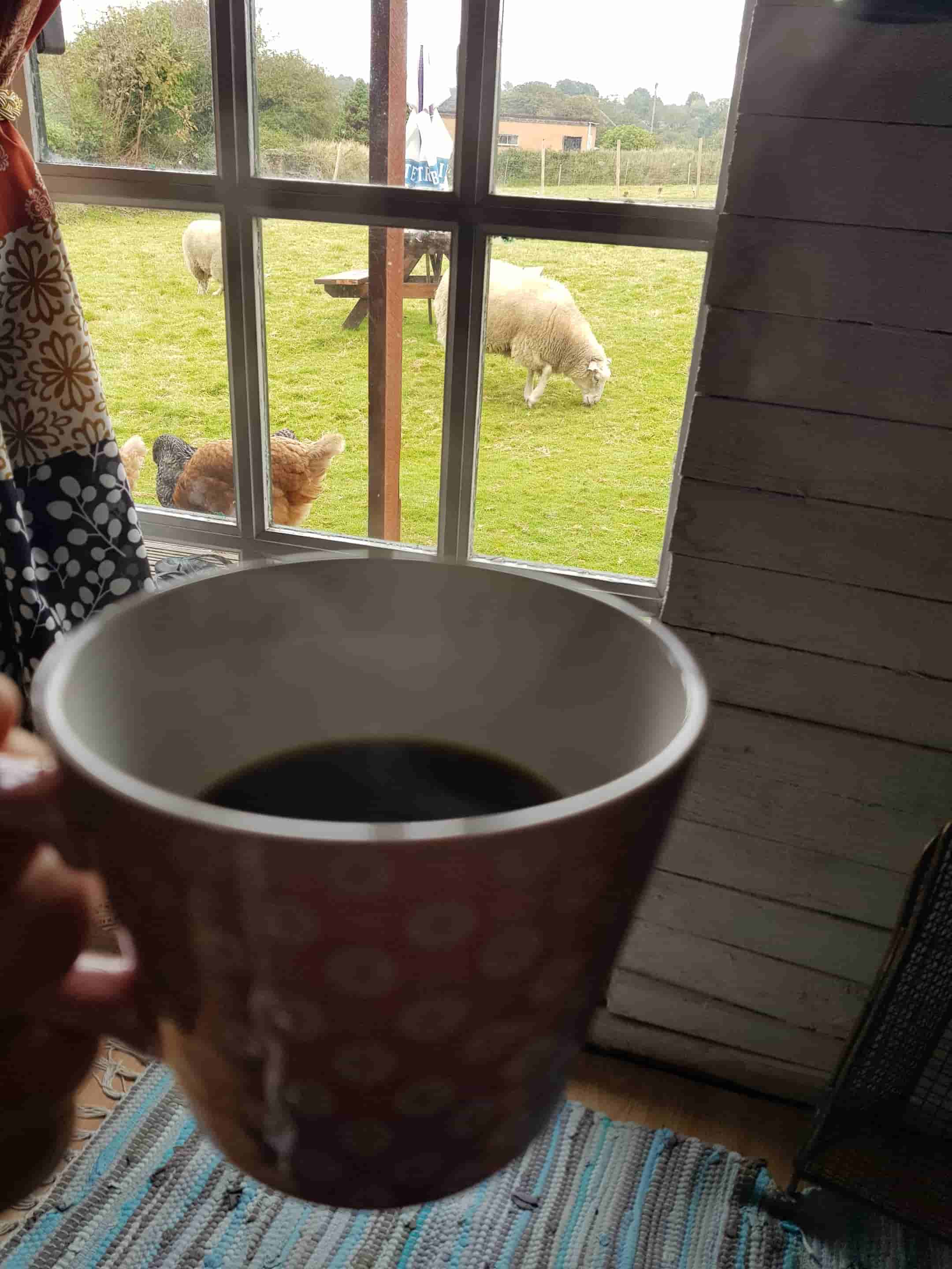 Name:  Ovejas2.jpg
Views: 616
Size:  149.4 KB