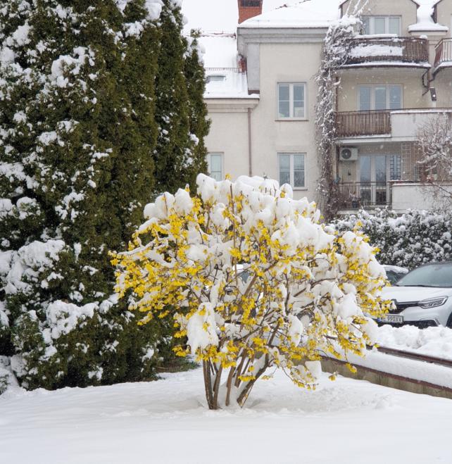 Name:  Zima,.jpg
Views: 103
Size:  96.6 KB