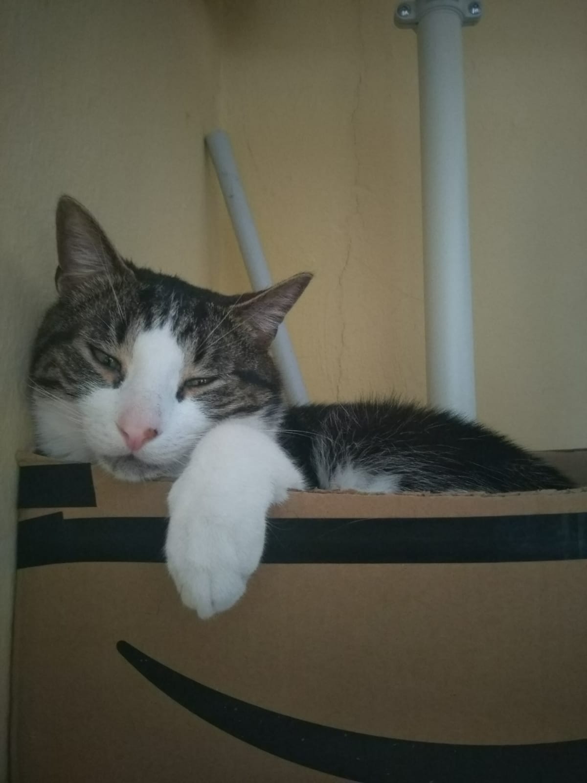 Name:  WhatsApp Image 2021-03-26 at 15.19.26.jpeg
Views: 508
Size:  82.5 KB