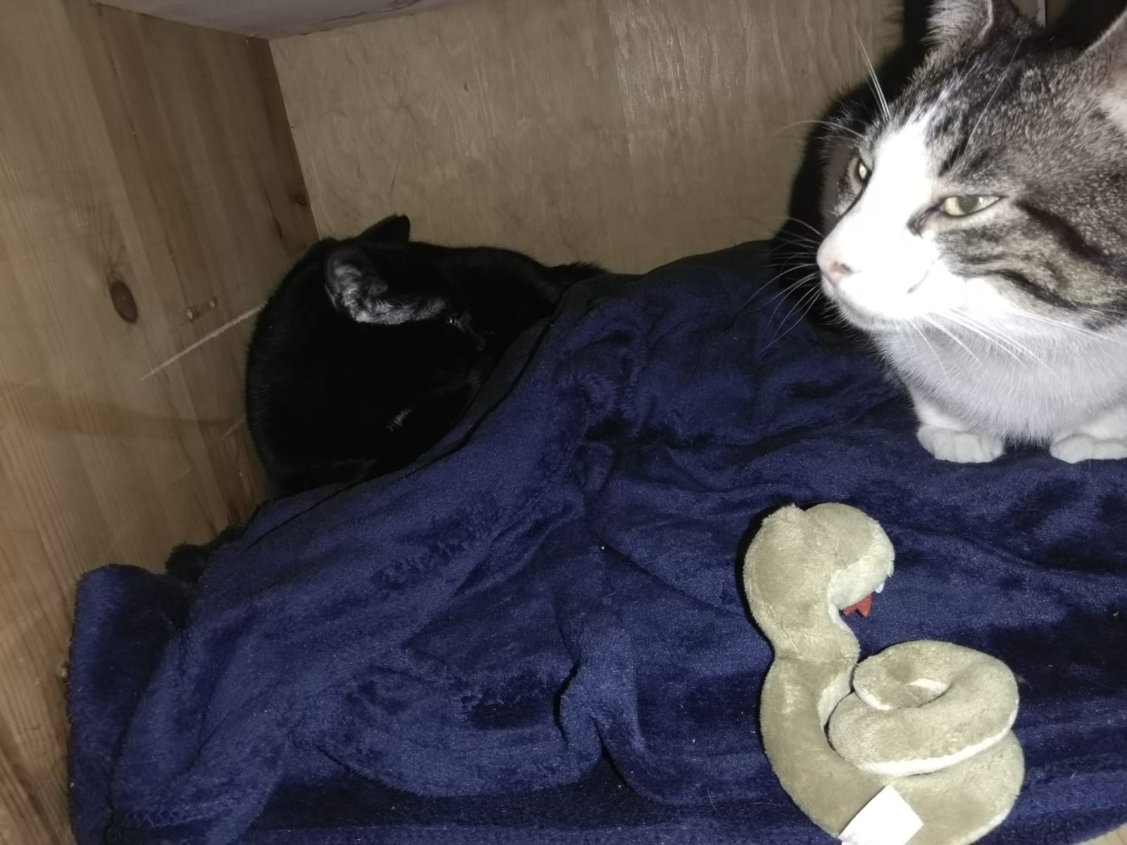 Name:  WhatsApp Image 2021-03-22 at 09.09.58.jpeg
Views: 629
Size:  164.0 KB