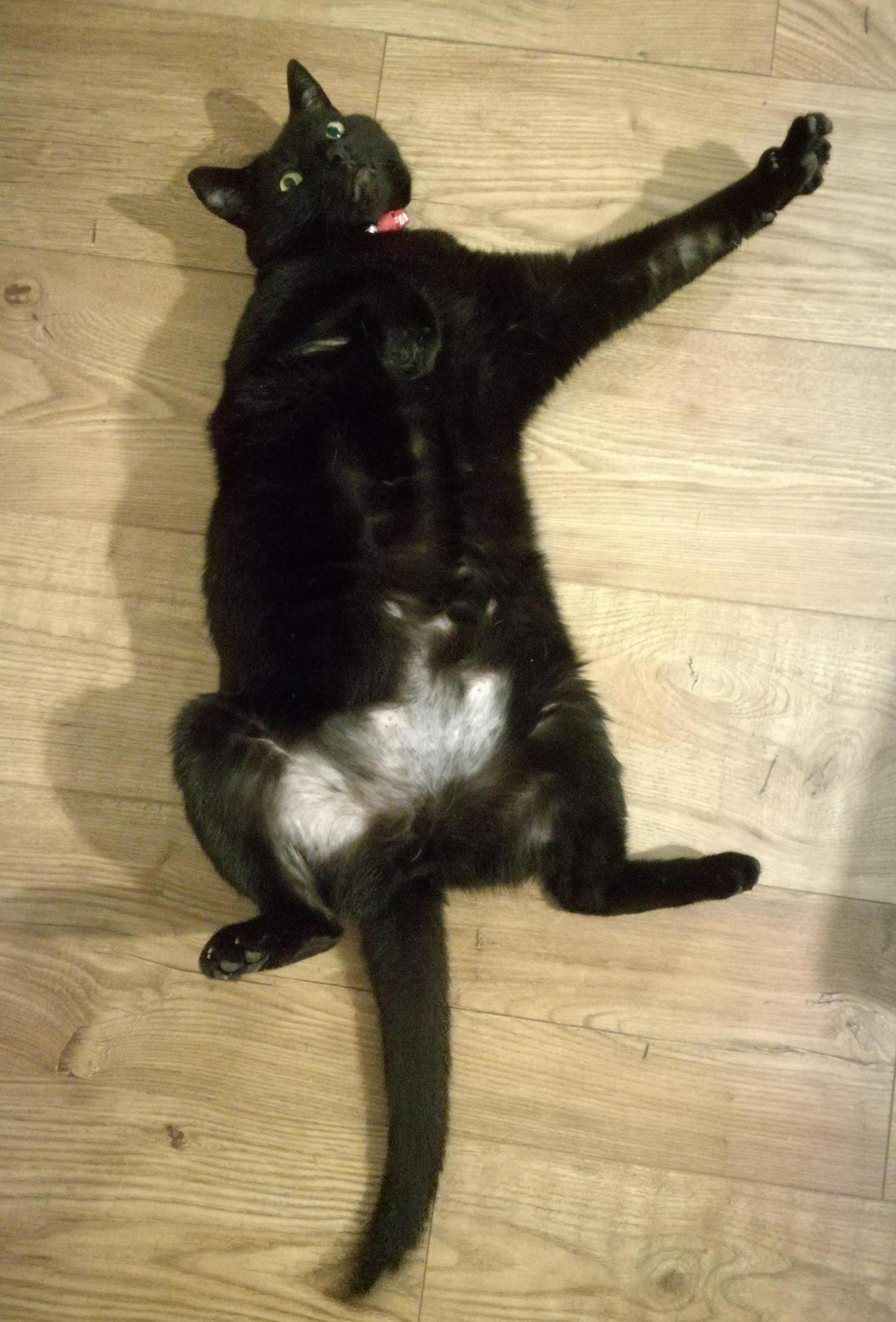 Name:  Megalo.jpg
Views: 267
Size:  510.0 KB