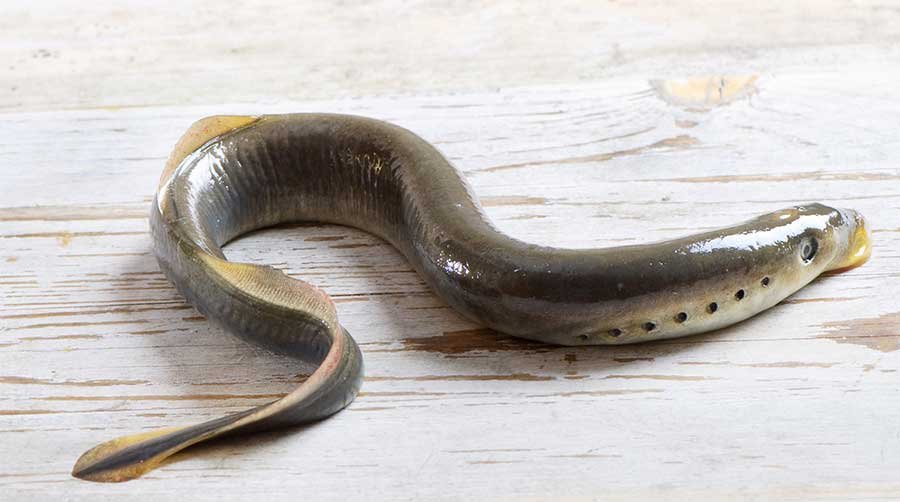 Name:  43cbda5cfac7f82a7e454f4eb5e529b0_XL.jpg
Views: 506
Size:  63.4 KB