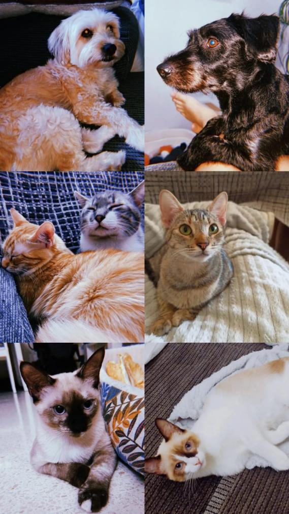 Name:  IMG-20211208-WA0019(1).jpg
Views: 129
Size:  102.0 KB