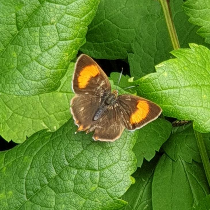 Name:  20220625_120621.jpg
Views: 79
Size:  90.2 KB