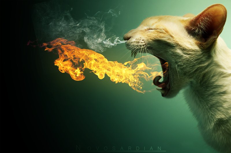 Name:  FWQEHcQX0AEoQ-7.jpg
Views: 85
Size:  55.1 KB