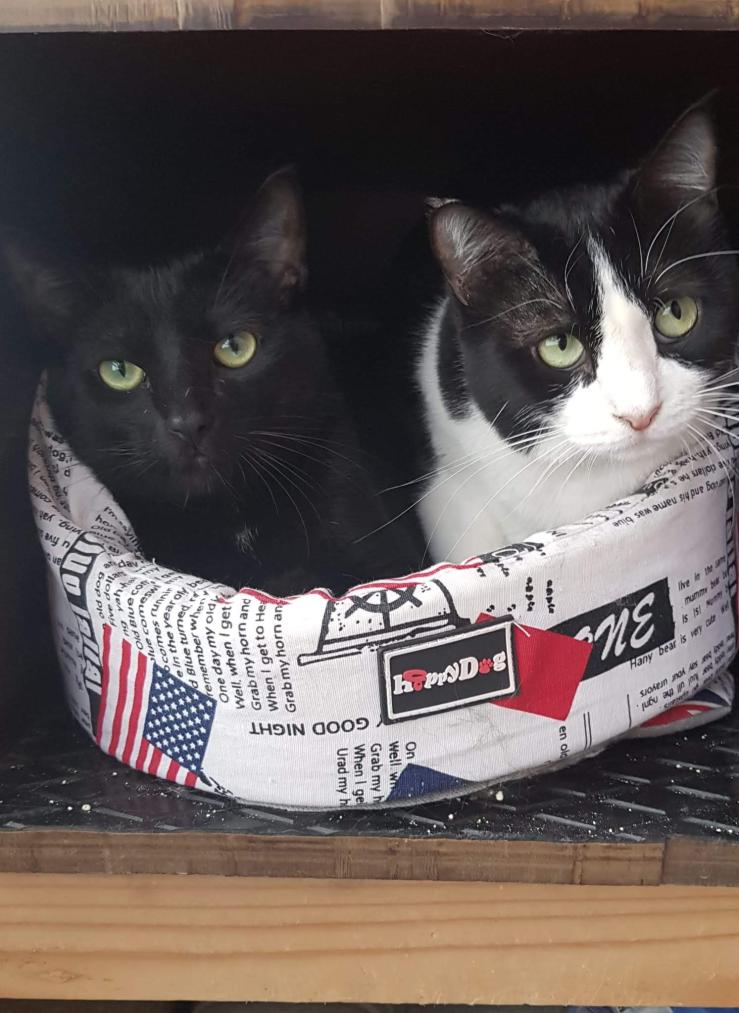 Name:  IMG-20191130-WA0002.jpg
Views: 91
Size:  91.9 KB