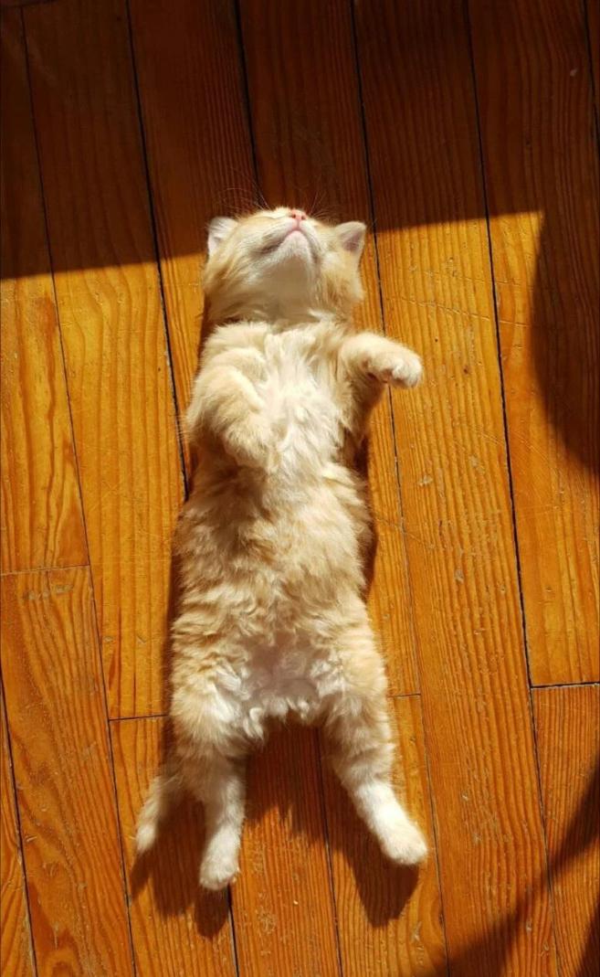 Name:  ezgif.com-gif-maker (44).jpg
Views: 44
Size:  96.0 KB