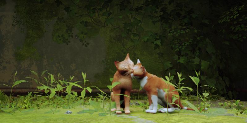 Name:  Stray3.jpg
Views: 243
Size:  42.8 KB