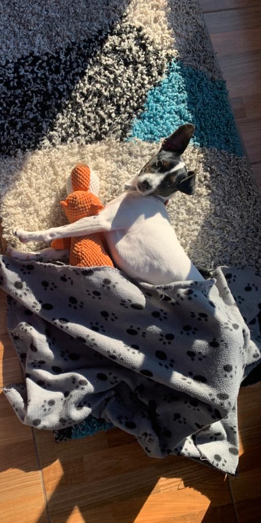 Name:  Infraganti.jpeg
Views: 529
Size:  96.0 KB