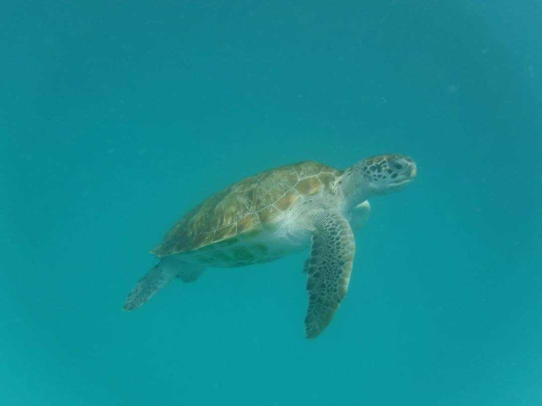 Name:  turtle.jpg
Views: 37
Size:  16.3 KB