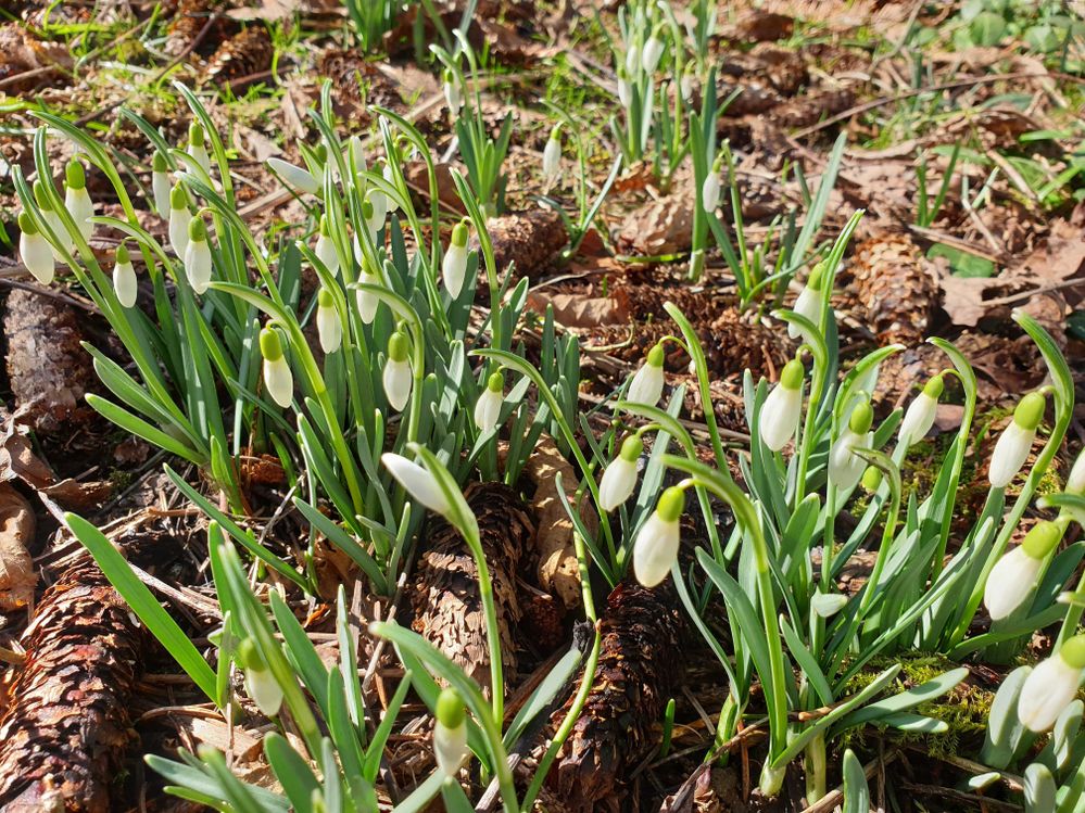 Name:  20210228_123933.jpeg
Views: 114
Size:  232.3 KB