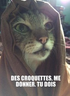 Name:  Chat_croquettes.jpeg
Views: 36
Size:  21.9 KB