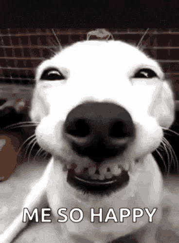 Name:  funny-dogs-me-so-happy.gif
Views: 57
Size:  651.5 KB
