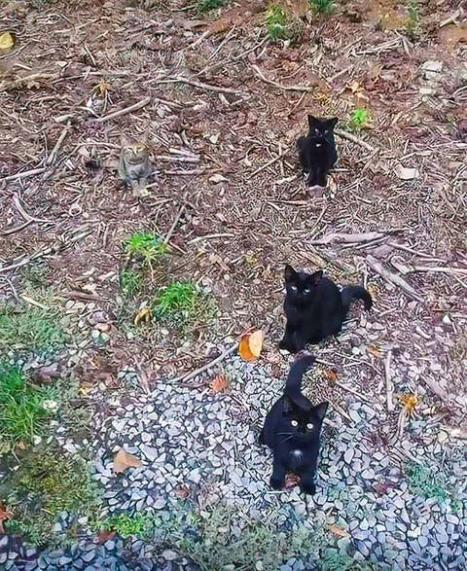 Name:  FdLC4dpXwAAmLMg.jpg
Views: 66
Size:  99.1 KB