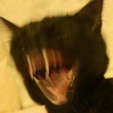 Raphates's Avatar
