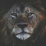 sultannahmad's Avatar