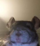 MotomyszZmarsa's Avatar