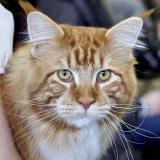 kakelonline's Avatar